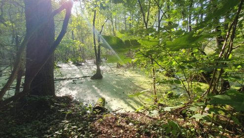 Autal, Foto: G. Degenhart-Rieth