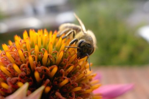 Biene auf Echinacea, Foto: Katharina Heine