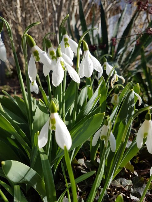 Schneeglöckchen, Foto: K. Heine