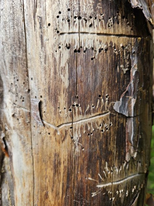 Foto: C. Sauerländer